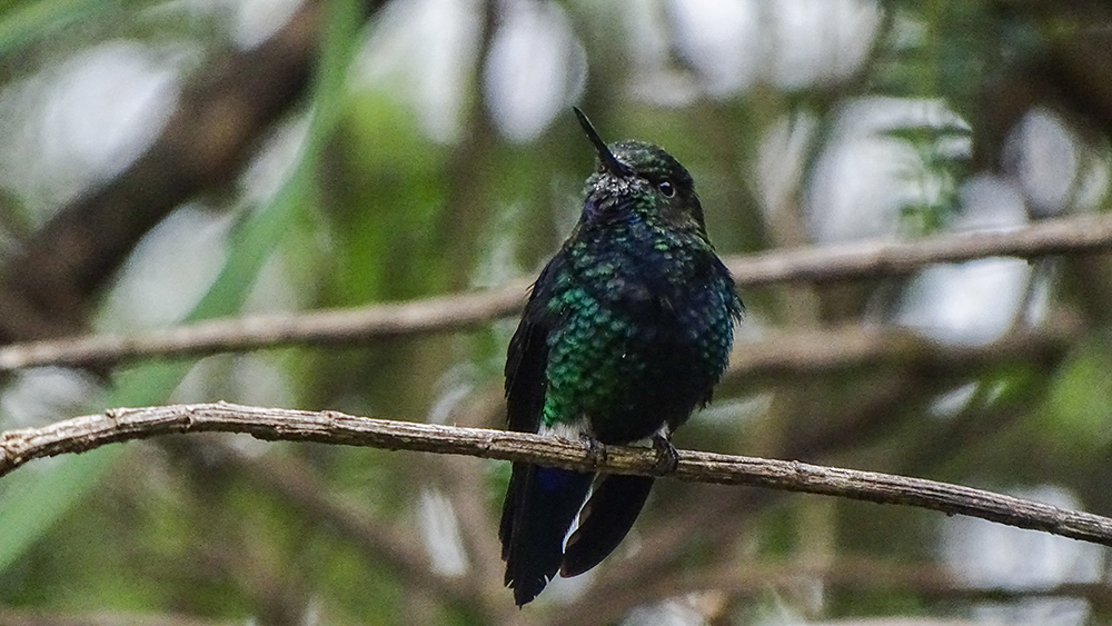 Nuevo fondo para colibríes endémicos